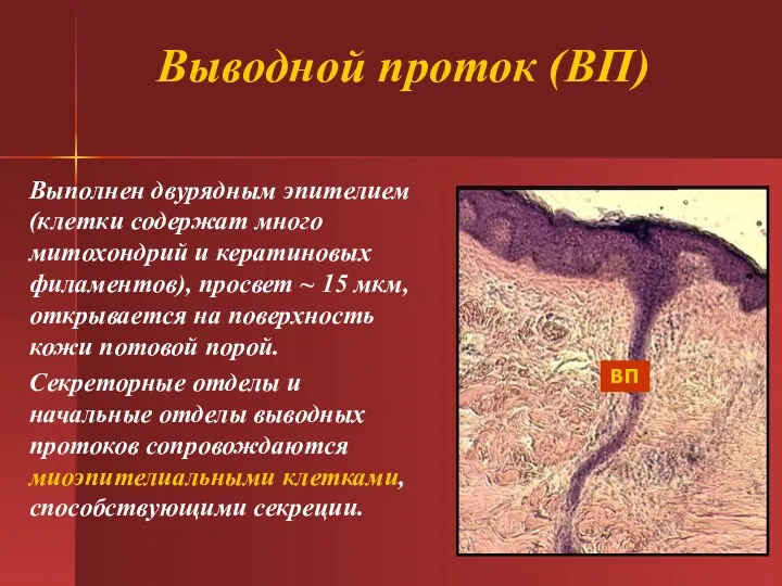 Выводной проток (ВП) Выполнен двурядным эпителием (клетки содержат много митохондрий