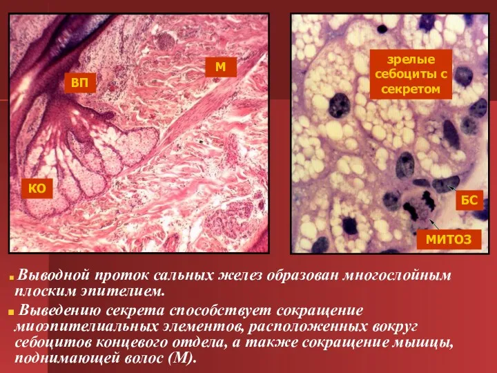 Выводной проток сальных желез образован многослойным плоским эпителием. Выведению секрета