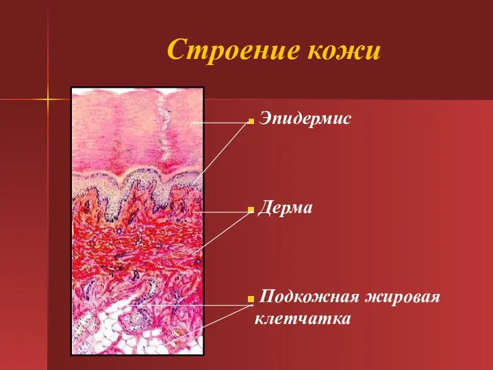 Строение кожи Эпидермис Дерма Подкожная жировая клетчатка