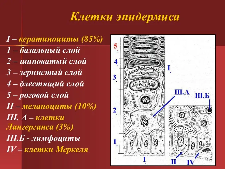 Клетки эпидермиса I – кератиноциты (85%) 1 – базальный слой