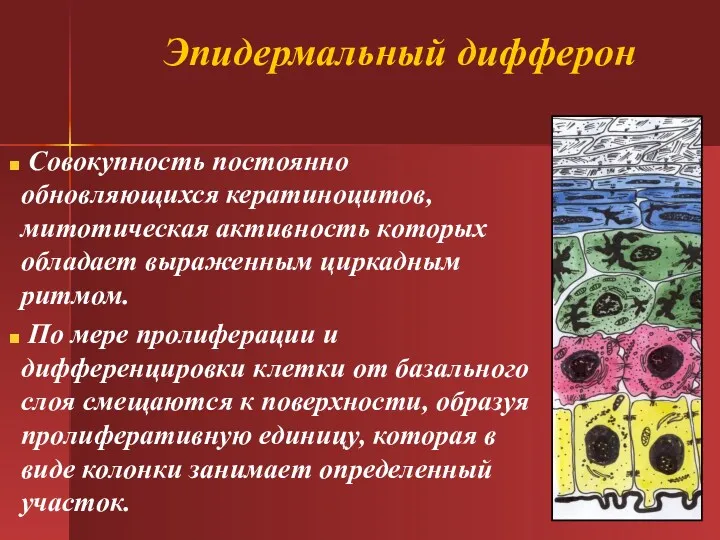 Эпидермальный дифферон Совокупность постоянно обновляющихся кератиноцитов, митотическая активность которых обладает