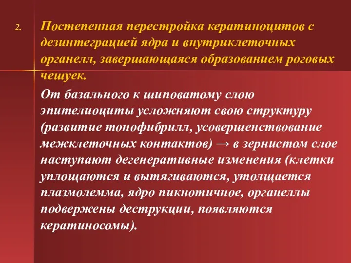 Постепенная перестройка кератиноцитов с дезинтеграцией ядра и внутриклеточных органелл, завершающаяся