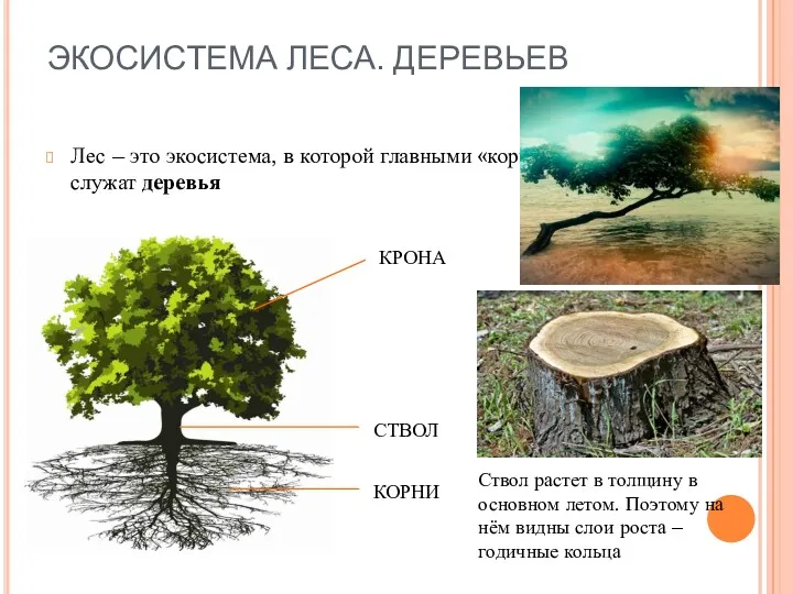 ЭКОСИСТЕМА ЛЕСА. ДЕРЕВЬЕВ Лес – это экосистема, в которой главными «кормильцами» служат деревья