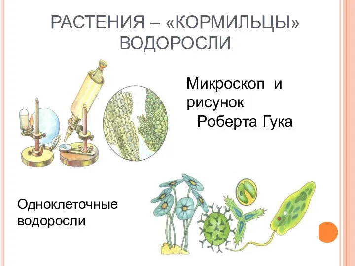 РАСТЕНИЯ – «КОРМИЛЬЦЫ» ВОДОРОСЛИ Микроскоп и рисунок Роберта Гука Одноклеточные водоросли