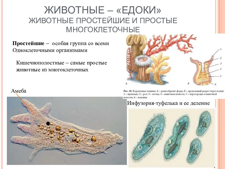 ЖИВОТНЫЕ – «ЕДОКИ» ЖИВОТНЫЕ ПРОСТЕЙШИЕ И ПРОСТЫЕ МНОГОКЛЕТОЧНЫЕ Инфузория-туфелька и ее деление Амеба