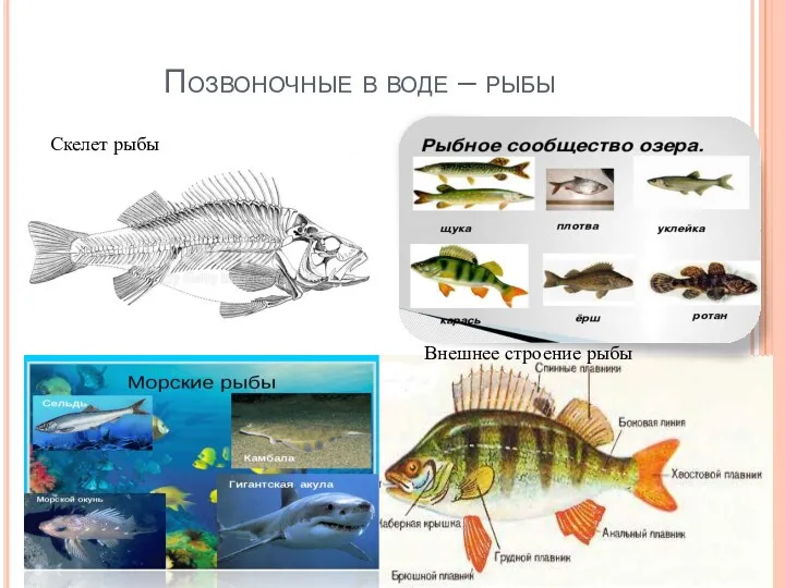 Позвоночные в воде – рыбы Скелет рыбы Внешнее строение рыбы