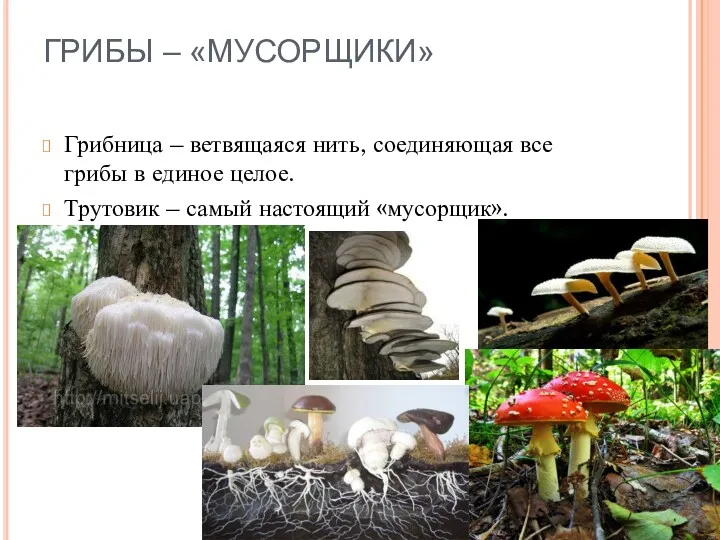 ГРИБЫ – «МУСОРЩИКИ» Грибница – ветвящаяся нить, соединяющая все грибы в единое целое.
