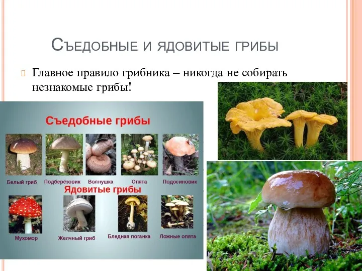 Съедобные и ядовитые грибы Главное правило грибника – никогда не собирать незнакомые грибы!