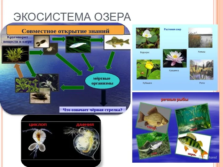 ЭКОСИСТЕМА ОЗЕРА