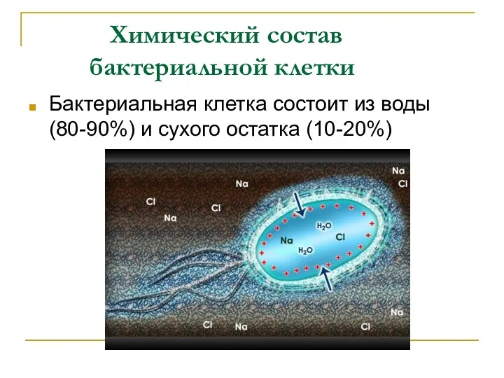 Химический состав бактериальной клетки Бактериальная клетка состоит из воды (80-90%) и сухого остатка (10-20%)