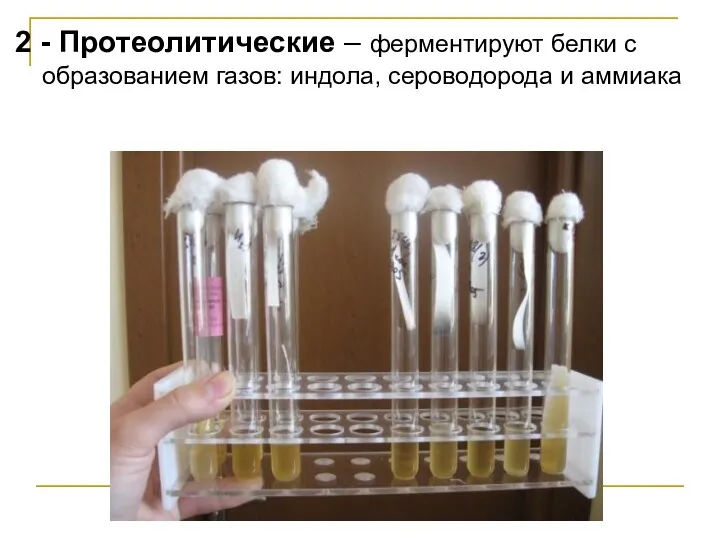 2 - Протеолитические – ферментируют белки с образованием газов: индола, сероводорода и аммиака