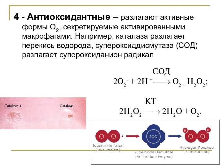 4 - Антиоксидантные – разлагают активные формы О2, секретируемые активированными