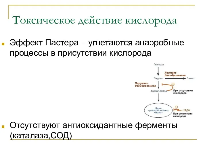 Токсическое действие кислорода Эффект Пастера – угнетаются анаэробные процессы в присутствии кислорода Отсутствуют антиоксидантные ферменты (каталаза,СОД)