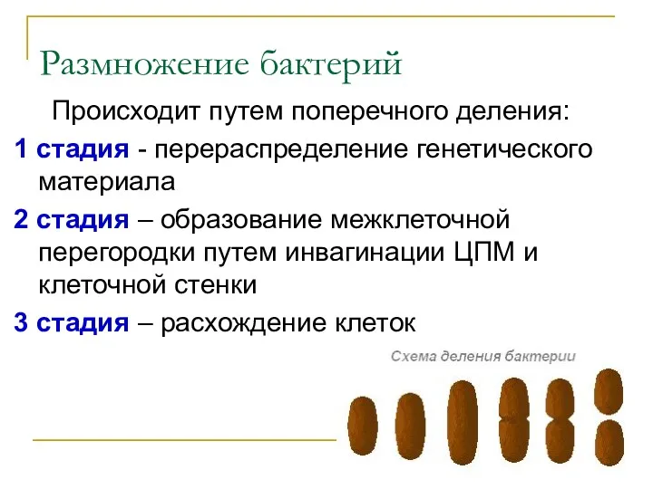 Размножение бактерий Происходит путем поперечного деления: 1 стадия - перераспределение