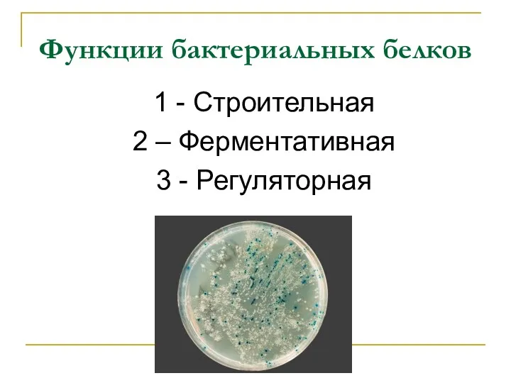 Функции бактериальных белков 1 - Строительная 2 – Ферментативная 3 - Регуляторная