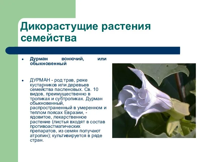 Дикорастущие растения семейства Дурман вонючий, или обыкновенный ДУРМАН - род
