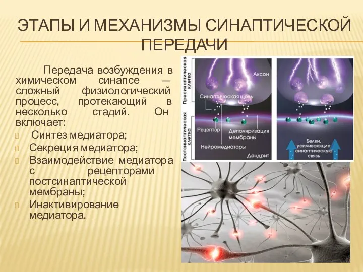 ЭТАПЫ И МЕХАНИЗМЫ СИНАПТИЧЕСКОЙ ПЕРЕДАЧИ Передача возбуждения в химическом синапсе