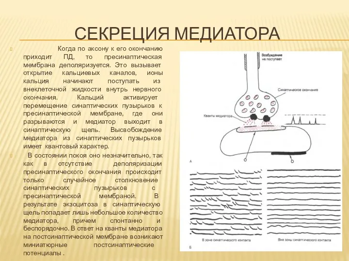 СЕКРЕЦИЯ МЕДИАТОРА Когда по аксону к его окончанию приходит ПД,