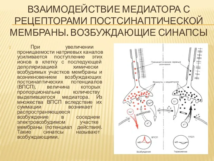 ВЗАИМОДЕЙСТВИЕ МЕДИАТОРА С РЕЦЕПТОРАМИ ПОСТСИНАПТИЧЕСКОЙ МЕМБРАНЫ. ВОЗБУЖДАЮЩИЕ СИНАПСЫ При увеличении