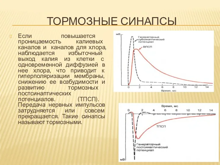 ТОРМОЗНЫЕ СИНАПСЫ Если повышается проницаемость калиевых каналов и каналов для