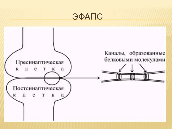 ЭФАПС