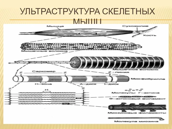 УЛЬТРАСТРУКТУРА СКЕЛЕТНЫХ МЫШЦ