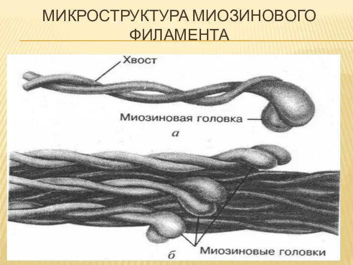 МИКРОСТРУКТУРА МИОЗИНОВОГО ФИЛАМЕНТА