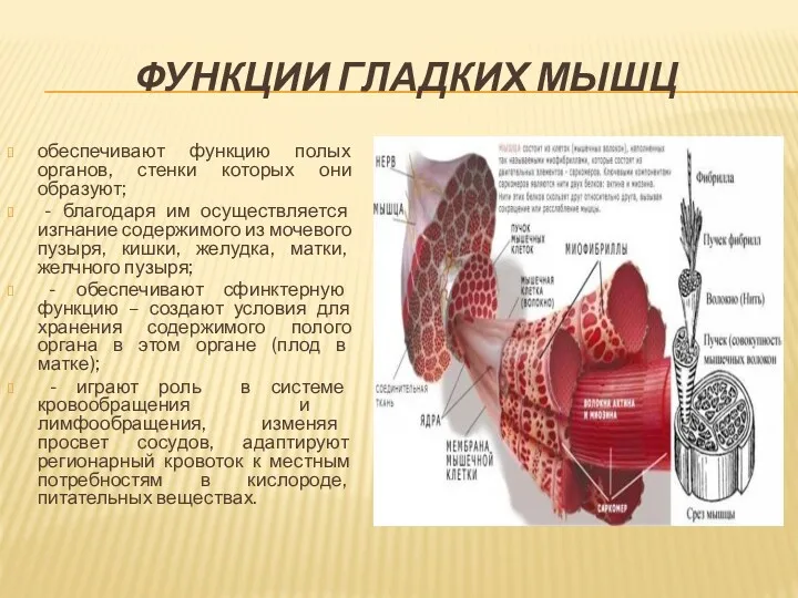 ФУНКЦИИ ГЛАДКИХ МЫШЦ обеспечивают функцию полых органов, стенки которых они