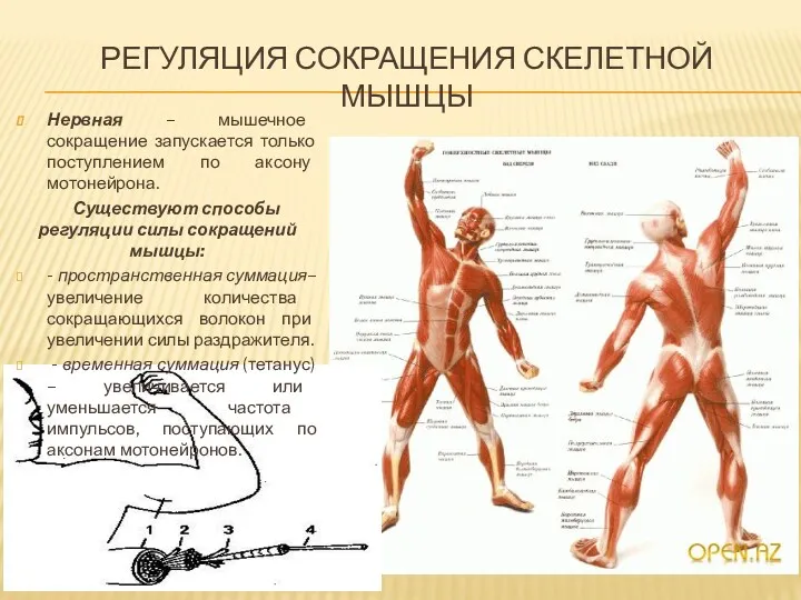 РЕГУЛЯЦИЯ СОКРАЩЕНИЯ СКЕЛЕТНОЙ МЫШЦЫ Нервная – мышечное сокращение запускается только