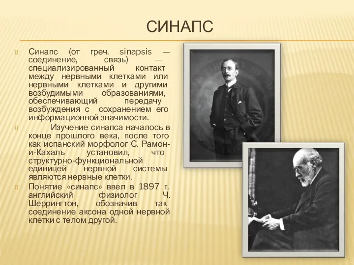 СИНАПС Синапс (от греч. sinapsis — соединение, связь) — специализированный