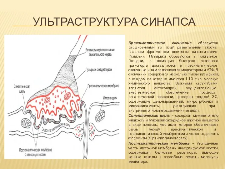 УЛЬТРАСТРУКТУРА СИНАПСА Пресинаптическое окончание образуется расширениями по ходу разветвления аксона.