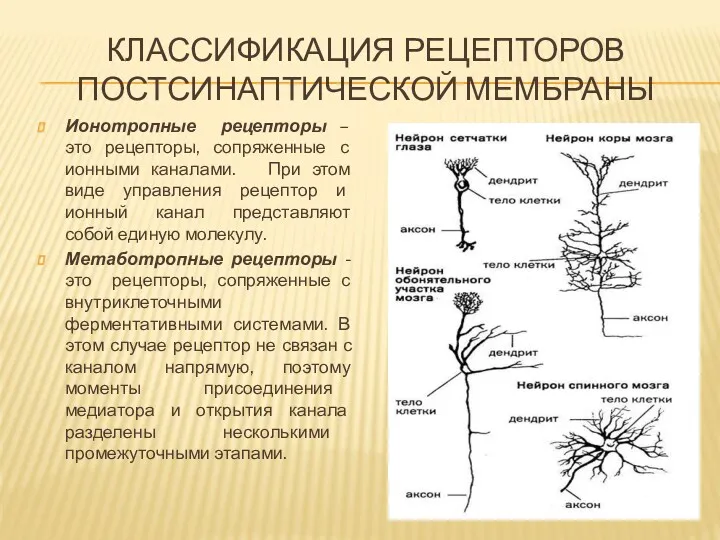 КЛАССИФИКАЦИЯ РЕЦЕПТОРОВ ПОСТСИНАПТИЧЕСКОЙ МЕМБРАНЫ Ионотропные рецепторы – это рецепторы, сопряженные