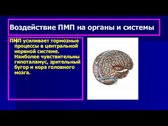 Воздействие ПМП на органы и системы ПМП усиливает тормозные процессы