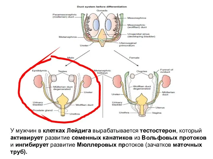 У мужчин в клетках Лейдига вырабатывается тестостерон, который активирует развитие