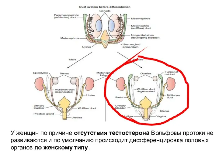 У женщин по причине отсутствия тестостерона Вольфовы протоки не развиваются