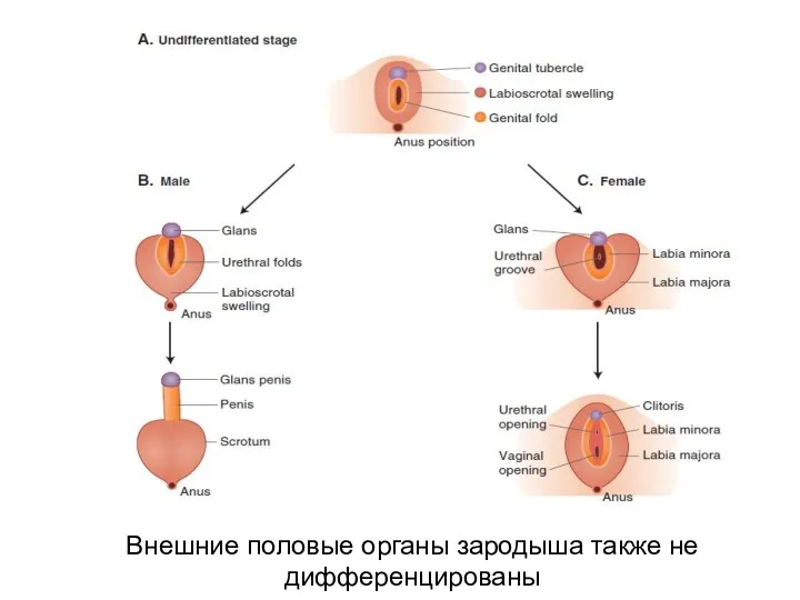 Внешние половые органы зародыша также не дифференцированы