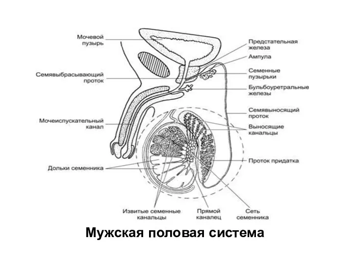 Мужская половая система