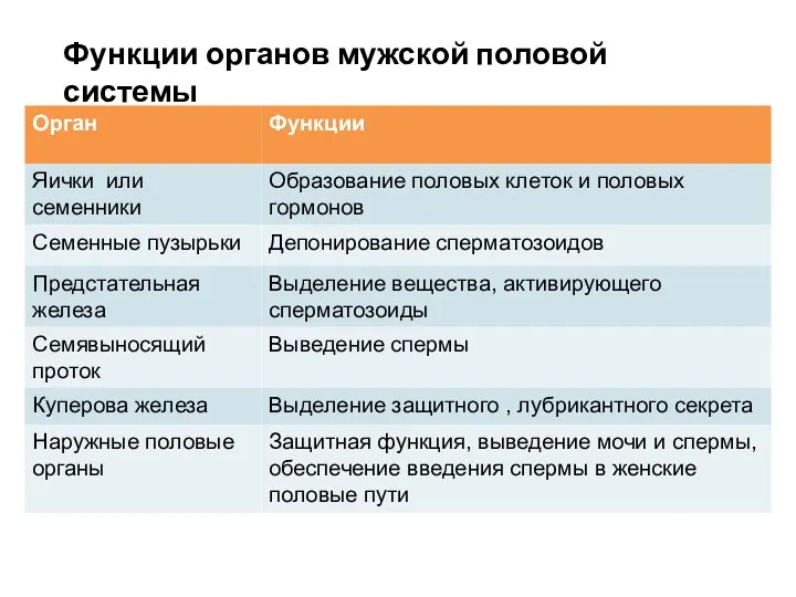 Функции органов мужской половой системы