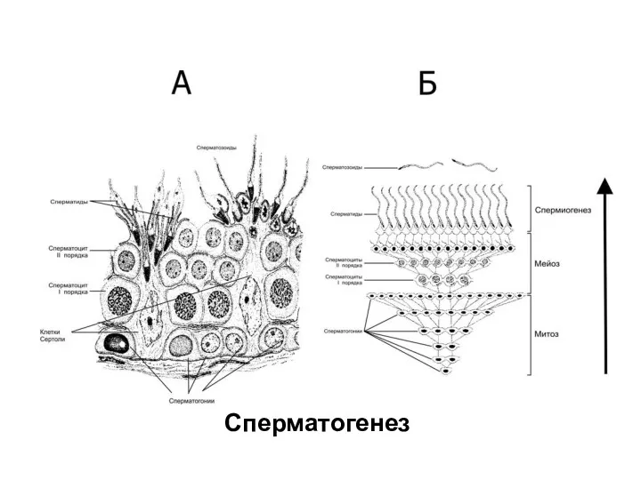 Сперматогенез