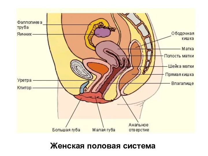 Женская половая система