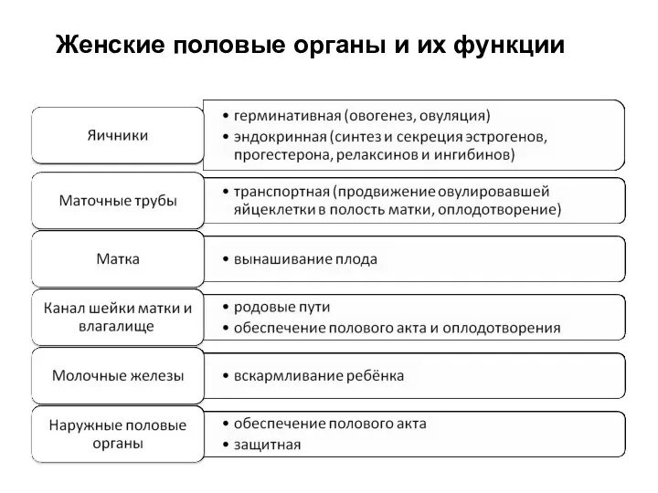 Женские половые органы и их функции