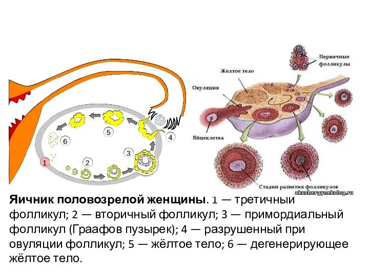 Яичник половозрелой женщины. 1 — третичный фолликул; 2 — вторичный