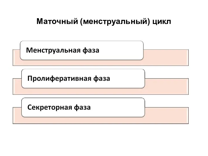 Маточный (менструальный) цикл