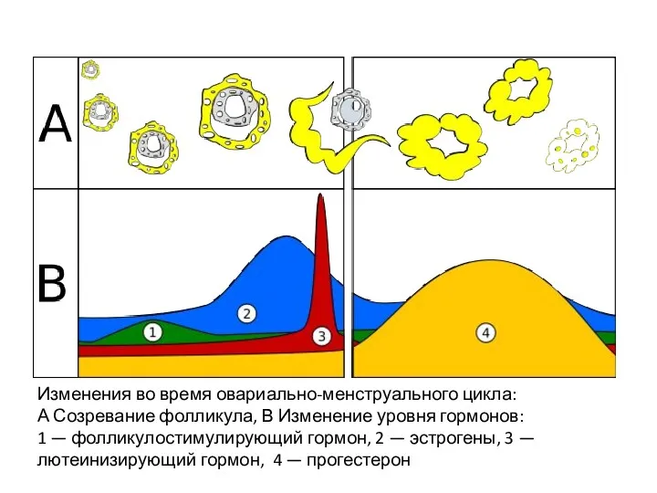 Изменения во время овариально-менструального цикла: А Созревание фолликула, В Изменение