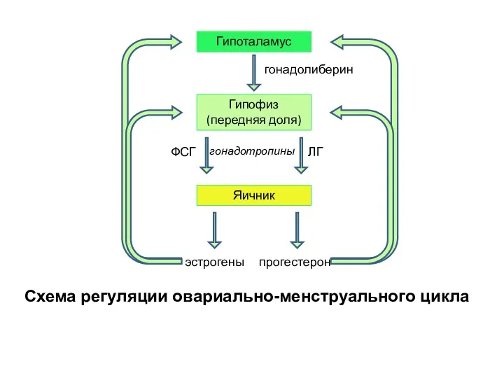 Схема регуляции овариально-менструального цикла Гипоталамус Гипофиз (передняя доля) Яичник гонадолиберин ЛГ ФСГ эстрогены прогестерон гонадотропины