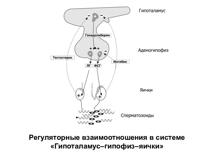 Регуляторные взаимоотношения в системе «Гипоталамус–гипофиз–яички»