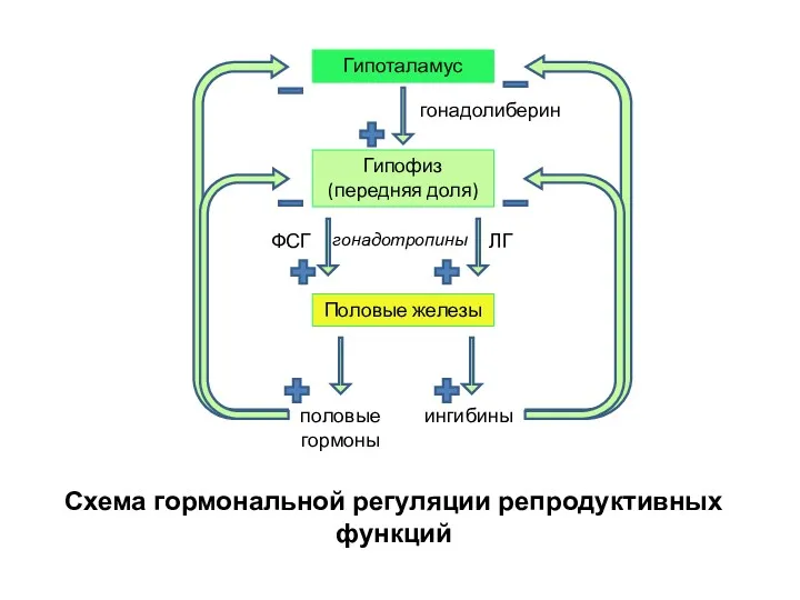 Схема гормональной регуляции репродуктивных функций Гипоталамус Гипофиз (передняя доля) Половые