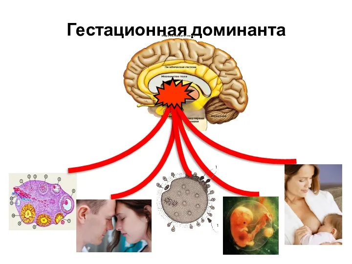 Гестационная доминанта