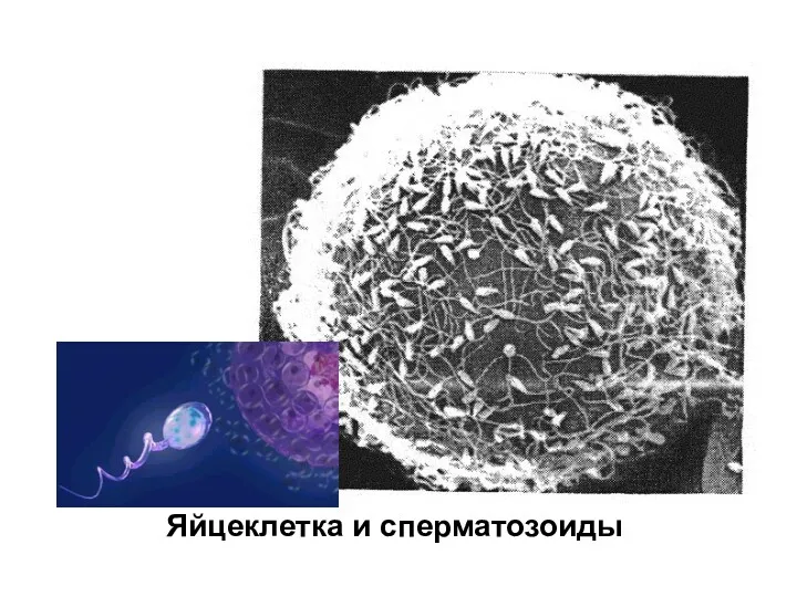 Яйцеклетка и сперматозоиды