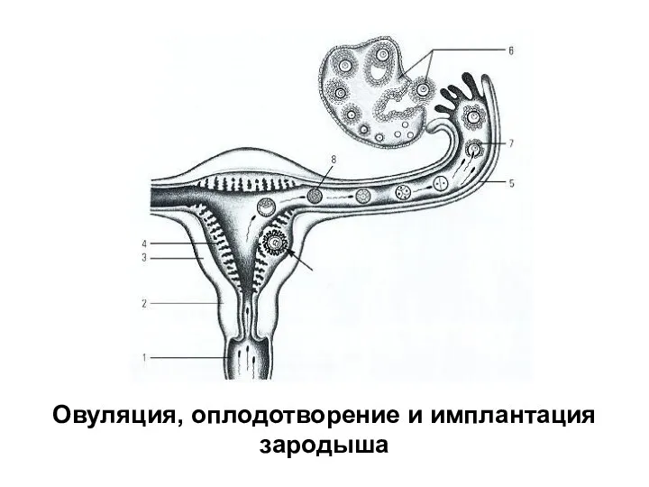 Овуляция, оплодотворение и имплантация зародыша